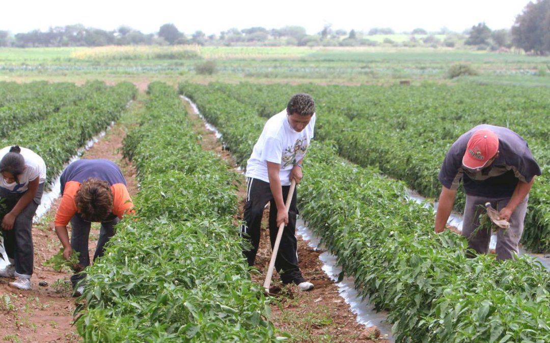 Imagen de III Congreso Internacional de Fisiología, Nutrición y Protección Vegetal